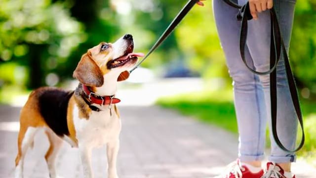 Es oficial | Entró en vigor una nueva ley que impone obligaciones inmediatas para todas las personas que tienen mascotas: de qué se trata