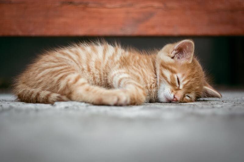 Alerta global por un reciente virus mortal que asedia y elimina a los gatos: exige protocolos de desinfección como en el Covid (foto: archivo).