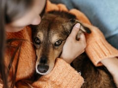 Medida nacional: el Gobierno permitirá los viajes en cabina de avión para todas las mascotas que pasen esta nueva prueba
