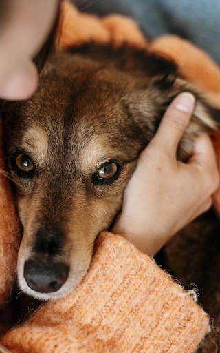 Medida nacional: el Gobierno permitirá los viajes en cabina de avión para todas las mascotas que pasen esta nueva prueba
