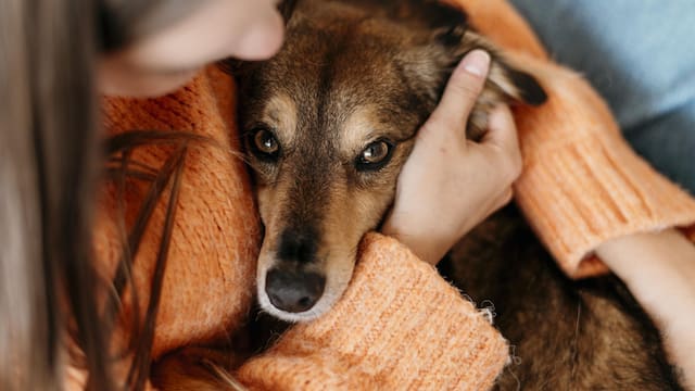 Medida nacional: el Gobierno permitirá los viajes en cabina de avión para todas las mascotas que pasen esta nueva prueba