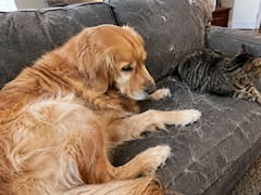 Sin aspirar ni sacudir: el método ideal para sacar todos los pelos de perro y gato del sillón y la ropa