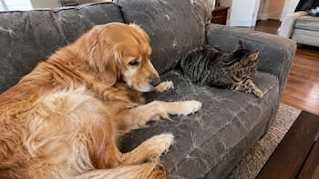 Sin aspirar ni sacudir: el método ideal para sacar todos los pelos de perro y gato del sillón y la ropa