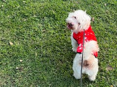 Los veterinarios coinciden: sacar a pasear a su perro tres veces al día mejora su salud, previene problemas urinarios y estimula su mente