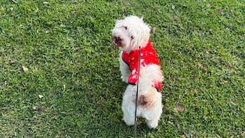 Los veterinarios coinciden: sacar a pasear a su perro tres veces al día mejora su salud, previene problemas urinarios y estimula su mente