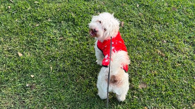 Los veterinarios coinciden: sacar a pasear a su perro tres veces al día mejora su salud, previene problemas urinarios y estimula su mente