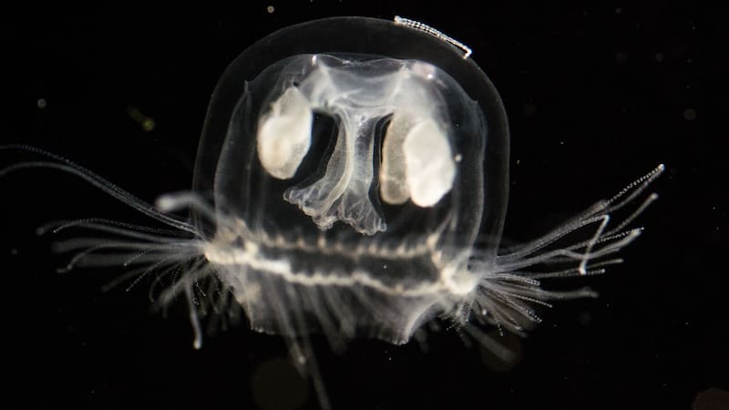 Una medusa china Craspedacusta sowerbii