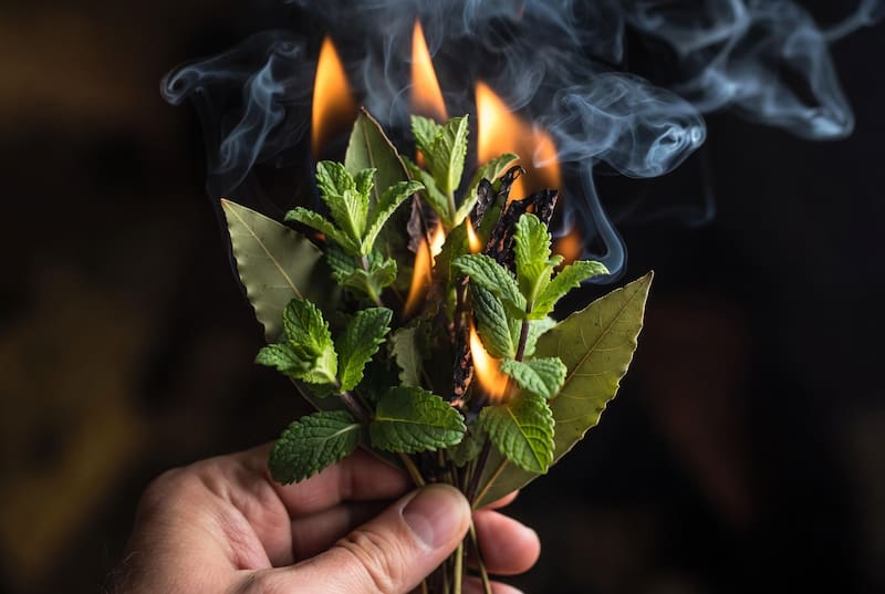 El laurel se usa para diferentes rituales de buena suerte y prosperidad.