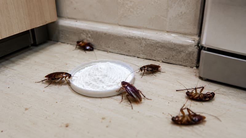 La mezcla de bicarbonato de sodio y azúcar se utiliza como un método casero para reducir la presencia de cucarachas en el hogar.