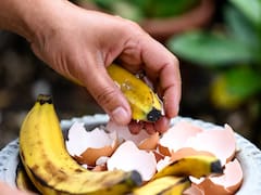 Mezclar cáscaras de banana con cáscara de huevo: para qué sirve y por qué lo recomiendan para los árboles pequeños de hogar