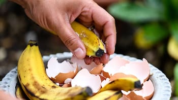 Mezclar cáscaras de banana con cáscara de huevo: para qué sirve y por qué lo recomiendan para los árboles pequeños de hogar