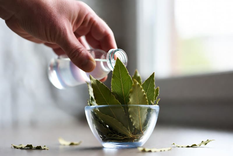 Hervir hojas de laurel con ramitas de canela y clavo de olor: para que sirve y por qué lo recomiendan
