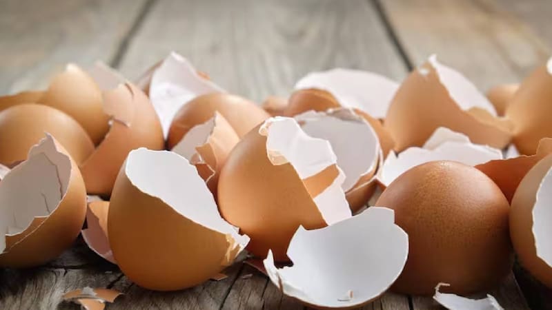 La cáscara de huevo es un fertilizante orgánico compuesto en un 96% de calcio, además de magnesio, fósforo y potasio. Fuente: archivo.