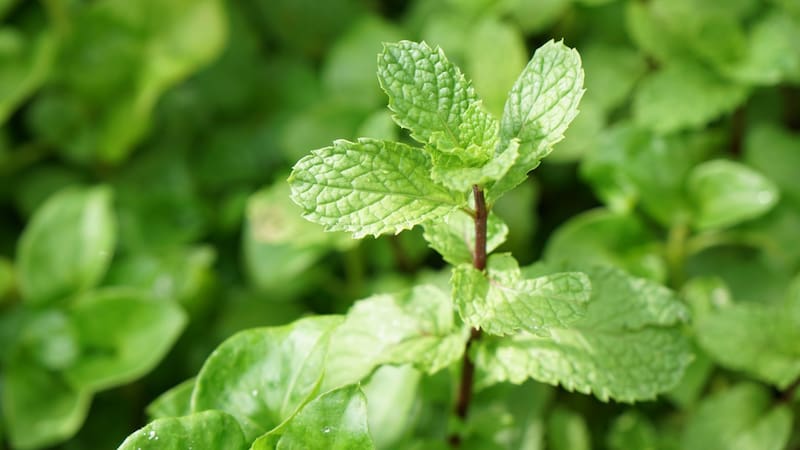 Mezclar hojas de menta fresca con bicarbonato: para qué sirve y por qué recomiendan hacerlo
Fuente: Shutterstock