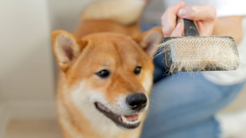 Mezclar tierra con pelo de tu mascota: por qué lo recomiendan y para qué sirve