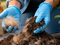 Mezclar tierra con pelo de tu mascota: por qué lo recomiendan y para qué sirve