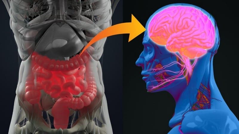 Descubrimiento clave | Científicos demuestran que la microbiota intestinal "habla" con las neuronas.