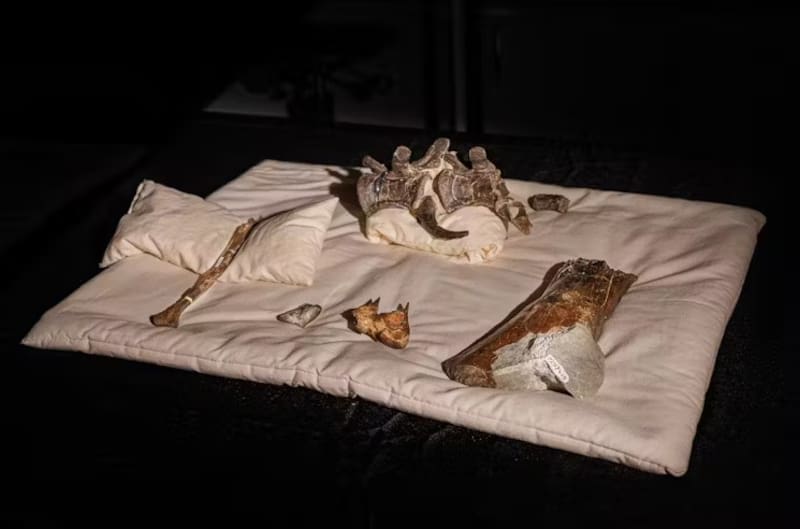 Estos fósiles permiten conocer más sobre la evolución de los dinosaurios.