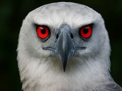 El descubrimiento del siglo: encuentran una nueva especie de aves en este país y cambia para siempre el mundo animal