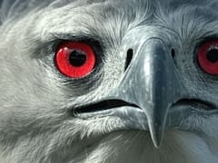 Milagro en el mundo animal | Volvió un ave extinta en Sudamérica que caza mamíferos sin compasión