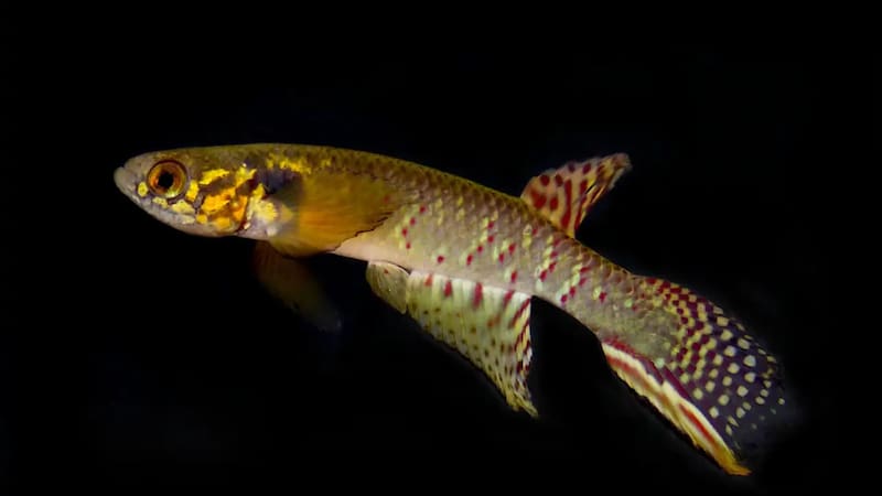 Milagro en el mundo animal: tras 20 años, reaparece un pez que se creía extinto y podría salvarse la especie. Foto: Nature Conservation