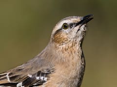 No es el loro ni el papagayo | La ciencia identificó el ave de América del Sur capaz de imitar alarmas y comunicarse con humanos