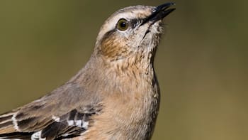 No es el loro ni el papagayo | La ciencia identificó el ave de América del Sur capaz de imitar alarmas y comunicarse con humanos