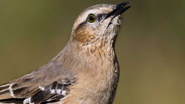 No es el loro ni el papagayo | La ciencia identificó el ave de América del Sur capaz de imitar alarmas y comunicarse con humanos