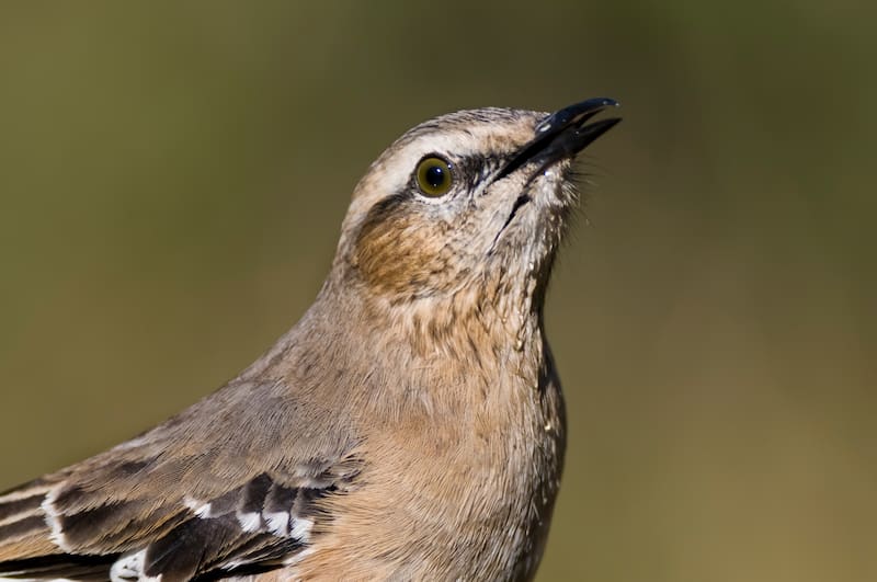 El descubrimiento podría explicar el origen de una postura clave que adoptan las aves antes de nacer.