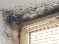 No es lavandina: el truco definitivo para eliminar el moho y las manchas de humedad pegadas a la pared