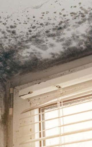 No es lavandina: el truco definitivo para eliminar el moho y las manchas de humedad pegadas a la pared