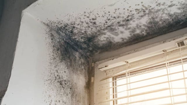 No es lavandina: el truco definitivo para eliminar el moho y las manchas de humedad pegadas a la pared