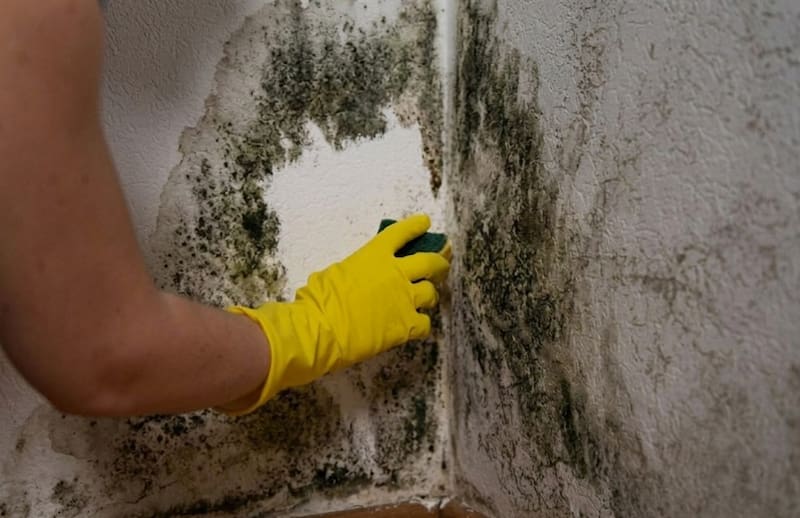 Regular cleaning and proper ventilation are also important to keep mold from returning.