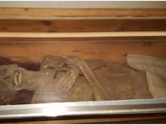 Hallazgo arqueológico: resuelven un misterio del “más allá” a través de una momia europea del siglo XVIII