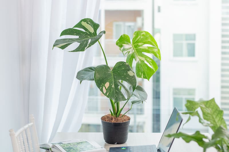 La monstera deliciosa es una de las plantas de interior más populares.