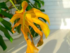 El lugar perfecto para colocar la monstera en interiores y que crezca sana: tiene que recibir luz brillante, pero nunca de esta manera