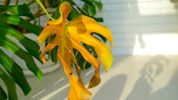 El lugar perfecto para colocar la monstera en interiores y que crezca sana: tiene que recibir luz brillante, pero nunca de esta manera