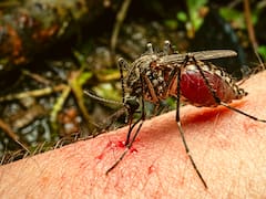 Nueva crisis sanitaria | Confirmaron una invasión de mosquitos en país que traen enfermedades nuevas y todos están en riesgo, según los médicos