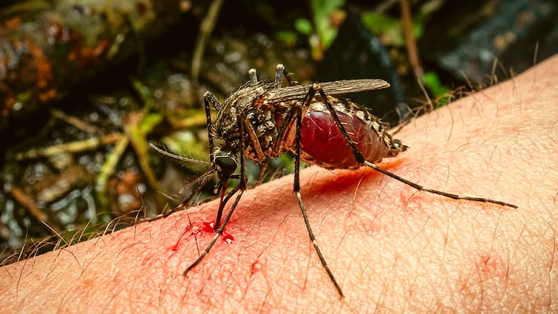 Con la llegada del verano 2026 a Estados Unidos, se espera una invasión masiva de mosquitos en Nueva York, un fenómeno propiciado por el clima.