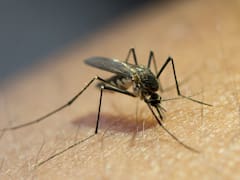 Rohit Lakhwani, reconocido zoólogo: “Tenemos evidencias de que los mosquitos están desarrollando resistencia a los insecticidas”