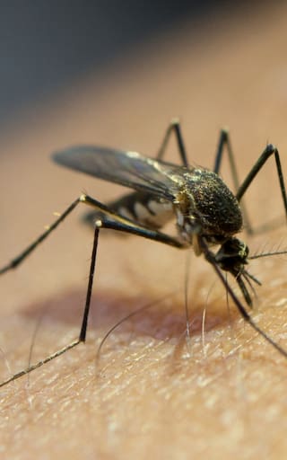 Rohit Lakhwani, reconocido zoólogo: “Tenemos evidencias de que los mosquitos están desarrollando resistencia a los insecticidas”