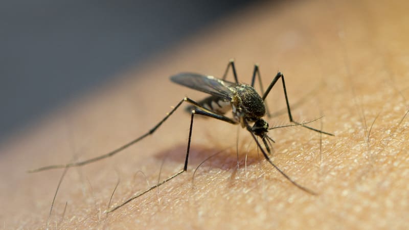 Los investigadores estudian los mecanismos biológicos que permiten a los mosquitos sobrevivir a los insecticidas.