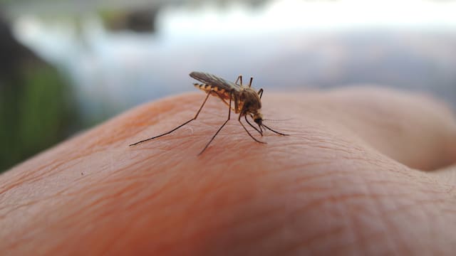Ministerio de Salud Pública recomienda uso de repelente tras viajes a zonas con dengue y alerta sobre sus posibles síntomas