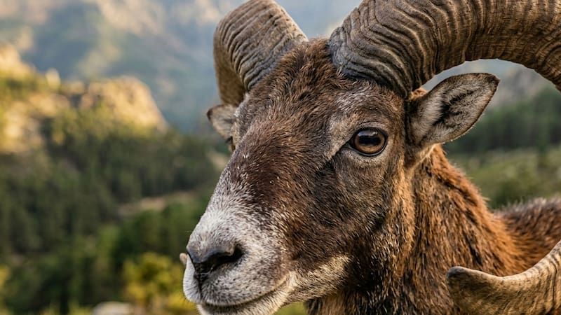 Apareció la especie más peligrosa: parece un simple animal pero es una especie invasora que puede destruir la economía de un país entero.