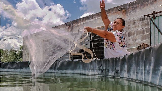Nuevo calendario de pesca y vedas | Conapesca actualizó las fechas y reglas para pescar desde y noviembre