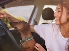 Por orden del Reglamento de Tránsito, se multará a los conductores que carguen a sus mascotas mientras manejan