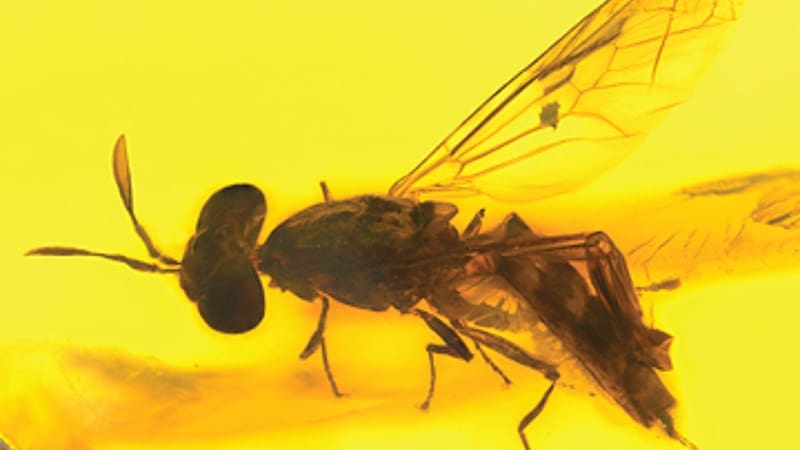 Hallazgo único: encontraron una enorme especie jamás vista de hace 100 millones de años en una cueva de España (Foto: Palaeoentomology).