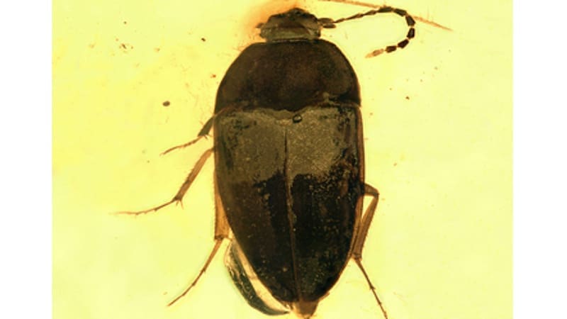 Descubrimiento excepcional: localizaron una enorme especie jamás vista de hace 100 millones de años en una cueva de España. (Foto: Palaeoentomology).