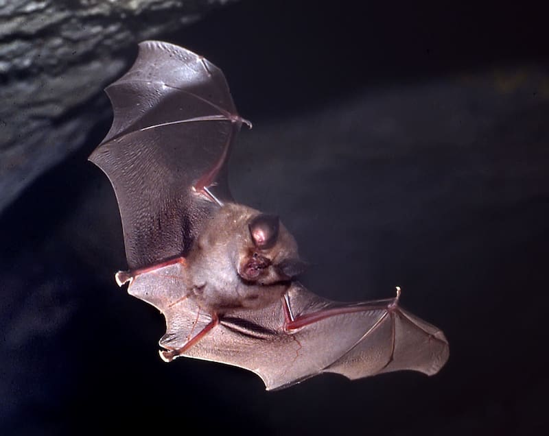 El riesgo de brotes epidémicos no se reparte de manera uniforme entre los murciélagos, sino que se concentra en grupos evolutivos específicos. Imagen: archivo.