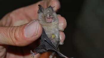 Alerta mundial | Científicos descubren al animal que podría causar la próxima pandemia y alertaron a todos